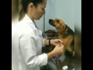 patient dog